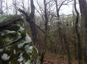 Rocks look at dogwoods.