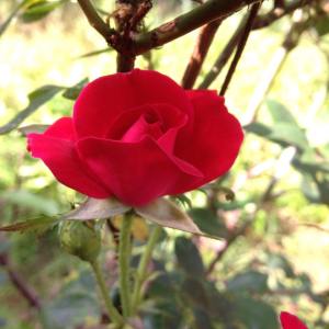 11227964_10207110812918713_5387391899479469362_n