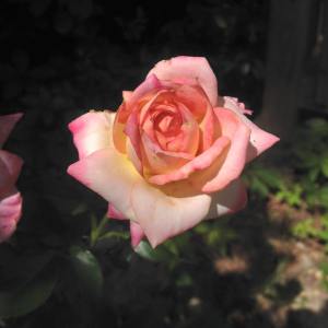 13435321_10209831701499227_8001475421066176539_n